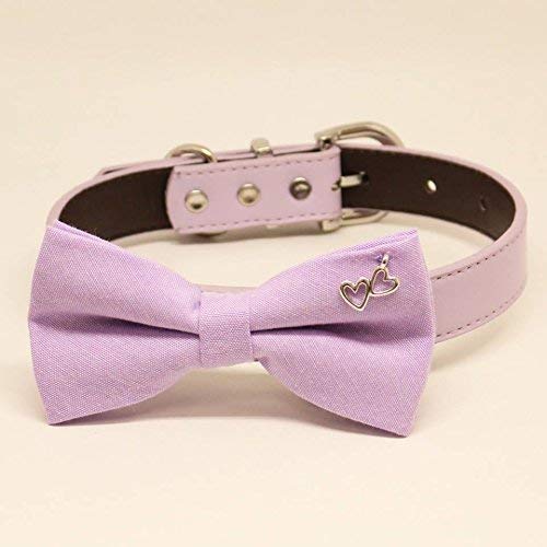 lavender cat collar