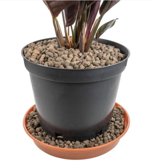 Grade 1mm-4mm Clay Pebbles, Hydroton or LECA-Lightweight Expanded Clay Aggregate, Heated Clay - used in hydroponic systems, aquaponics, and as a growing medium for plants. (40L 4MM-8MM)