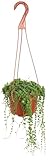 Shop Succulents 6' String of Pearls Hanging Succulent Live Plant, Versatile for Hanging Baskets, Vertical Gardens, Indoor & Outdoor Decor, Low-Maintenance Indoor Plant
