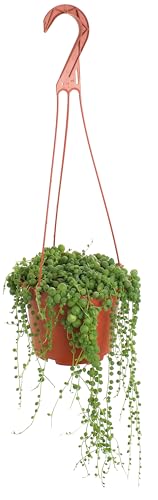 Shop Succulents 6' String of Pearls Hanging Succulent Live Plant, Versatile for Hanging Baskets, Vertical Gardens, Indoor & Outdoor Decor, Low-Maintenance Indoor Plant