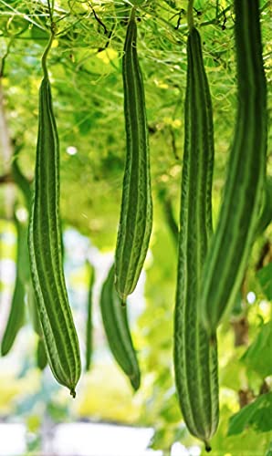 Gaea's Blessing Seeds - Luffa Gourd Seeds (3.0G) - Bonanza Heirloom - Non-Gmo Seeds With Easy To Follow Planting Instructions - Heirloom Sponge Ridged Loofah Muop Huong 94% Germination Rate #TOP2