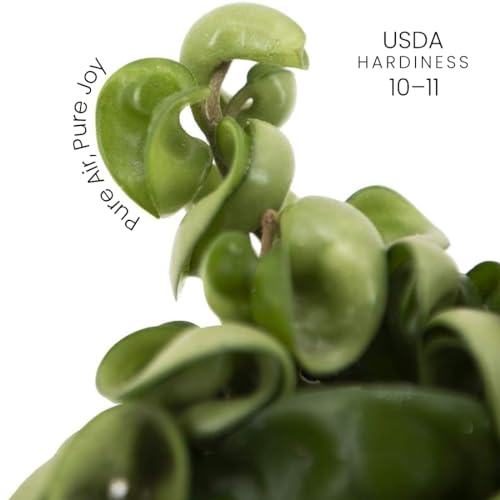 American Plant Exchange Hoya Compacta Hindu Rope, 4-Inch Pot, Live Flowering Wax Plant, Exotic Indoor Houseplant, Air Purifying