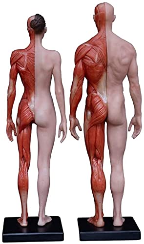 Anatomy Tools ANATOMY 男性 女性 人体模型 アナトミー Anatomy Tools ANATOMY 男性 女性 人体模型 アナトミー ビッグ