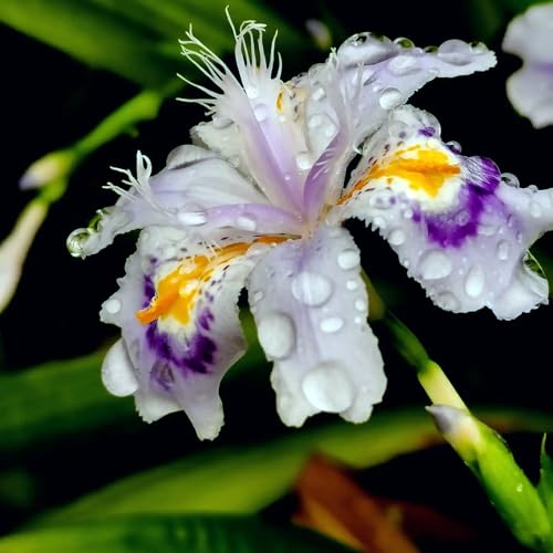 Iris Bulbs for Planting Now UK Mix Golden Jade Carving Feels