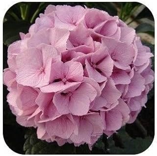 EnvÍO Gratis 50 Unids Hydrangea Semillas BalcÓN Bonsai Fort Viburnum Seedsa De Los Bonsai Semillas De Flores De Hortensia Macrophylla: Only Seeds