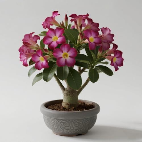 La rosa del desierto florece todo el año/no requiere mantenimiento/para uso en interiores-1 Raíz-B