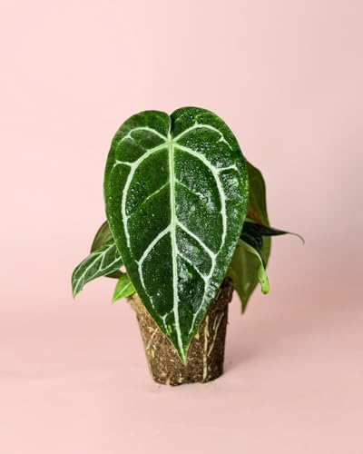 Anthurium Crystallinum M | Plantas Naturales Interior | Pur Plant