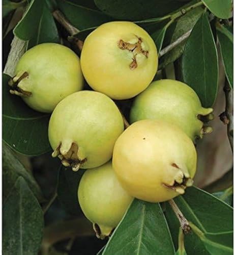 Image of Rare Thai Variety Yellow Strawberry Guava Plant (GRAFTED) Cherry Guava Live Plant (Psidium cattleyanum) Exotic Fruit tree 1 Plant in Polybag inchFruit After 6-12 Month