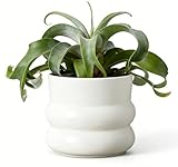 FUYHE 6 Inch Plant Pot,Ceramic Planter Pot with Drainage Hole,Indoor Planters for Herbs Plants,Ceramic Flower Pots for Indoor/Outdoor Plants,Home Office Garden Décor,Cream White