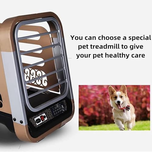 Dog treadmill safe and effective workout