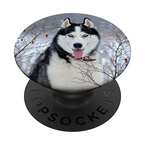 Husky Breed - Cute Alaskan Malamute, Siberian Husky Blue Eye