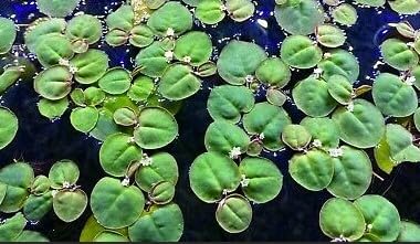 30 + Leaves of Red Root Floaters-Live Aquarium plants-4oz Cup from Shore Aquatic
