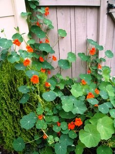 Creative Farmer Flower Seeds : Nasturtium Indian Cress Seeds Climber Flower Seeds Plant Seeds Pack Hanging Baskets Plants- For Car Porch Garden [Home Garden Seeds Eco Packet] Plant Seeds (B078R99FPY) Amazon Price History, Amazon Price Tracker