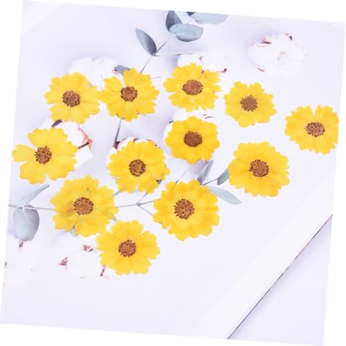 Flores secas margaritas para manualidades 72 piezas miniatura 2