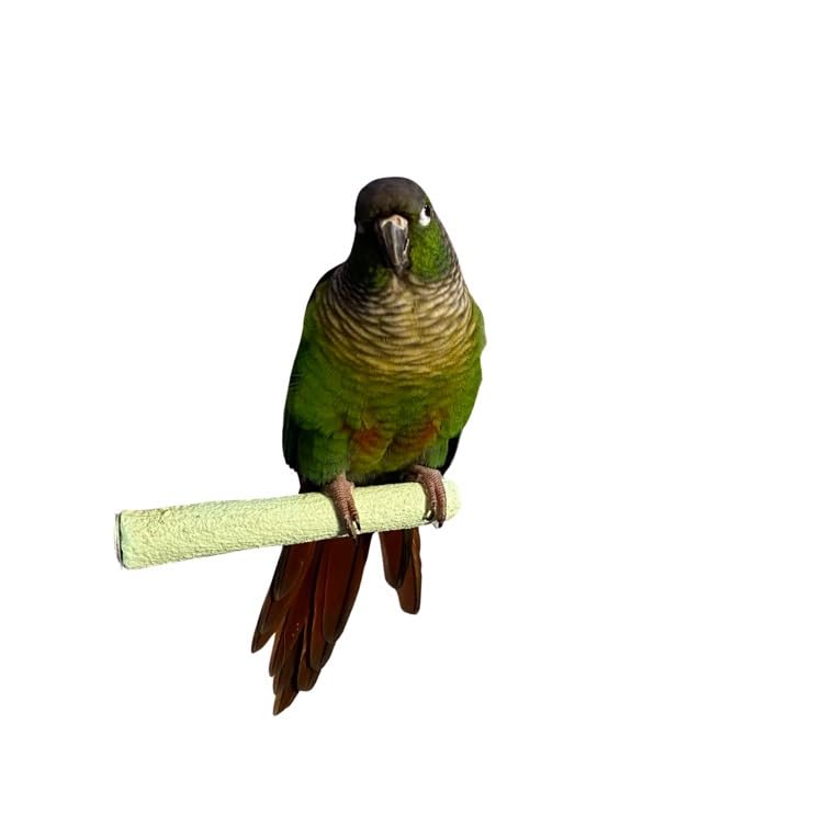 Polly's Pastels Nail Trimming & Beak Conditioning Safety Perch for Cockatiels, Cockatoos, Macaws, Parakeets, Budgies, Parrots and All Other Birds (Green, Baby Medium-3/4 Dia. x 5