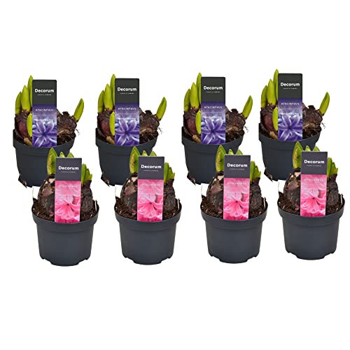 Bulbos de Jacinto | Pack 8 Plantas | Flores Naturales | Hyacinthus Orientalis