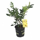Meyer Lemon Tree - Fruiting Size/Branched Tree -8" Pot-No Ship TX,FL,AZ,CA,LA,HI