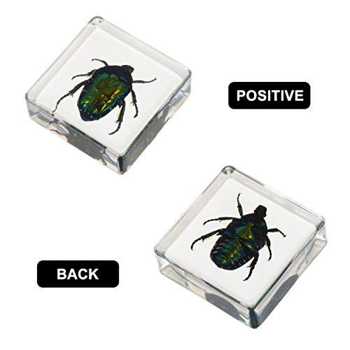 Toyvian Conjunto de Lupa de Amostra de Resina de Insetos 4 PeÃ§as Transparente VÃ¡rias Amostras de I