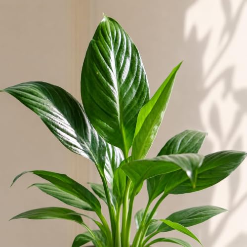 Image of Pink Peace Lily Live Indoor Plant with Pot | Spathiphyllum Flowering Plant | Natural Air Purifier, Easy Care Decorative Houseplant for Home, Office, Bedroom & Living Room (Pack of 1)