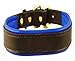 Perri's Padded Leather Dog Collar, Havana/Blue, Medium/1" x 21" - fitting dogs with 12 - 16" necks