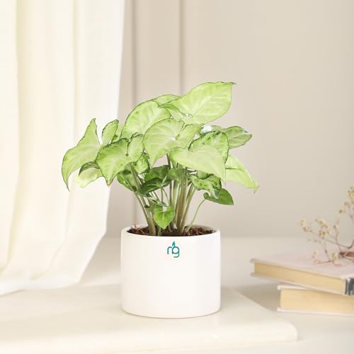 Image of Nurturing Green Combo of 2 White Ceramic Pots | Pots for Plants | Pots for Home Garden (Size: 3.5 Inch Wide*2.8 Inch High)