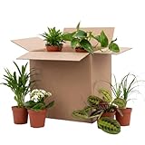Bloomique – 12er-Mix – Second Chance Box – Nachhaltige Überraschungsbox – Zimmerpflanzen – Höhe 20–40 cm – Topf 12 cm