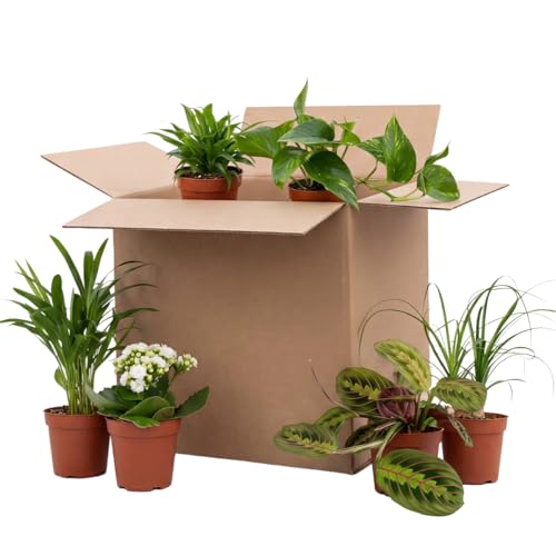 Bloomique – 12er-Mix – Second Chance Box – Nachhaltige Überraschungsbox – Zimmerpflanzen – Höhe 20–40 cm – Topf 12 cm