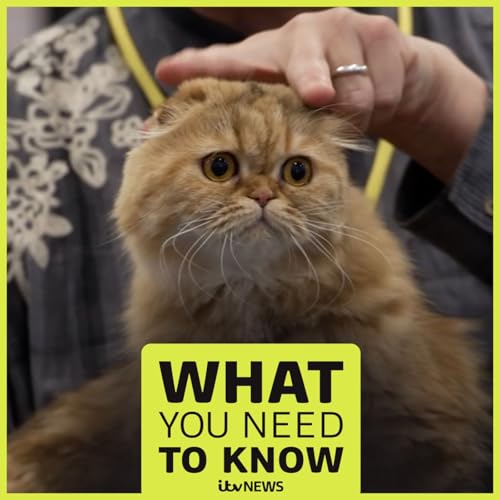 『Claws out: the cat shows spat that's costing customers』のカバーアート