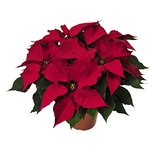 Planta de la Navidad Natural de Color Rojo DECOALIVE Poinsettia o Flor de Pascua
