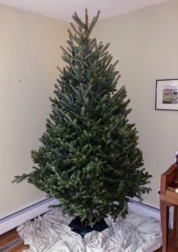 Rocky Mountain Goods Christmas Tree Stand For Live Tree With Water - Up To 8 Foot Tree - 5 Secure Eye Bolts - Steel Spike For Stability - Easy Watering For 2 Gallons - Install Real Tree In Minutes #TOP7