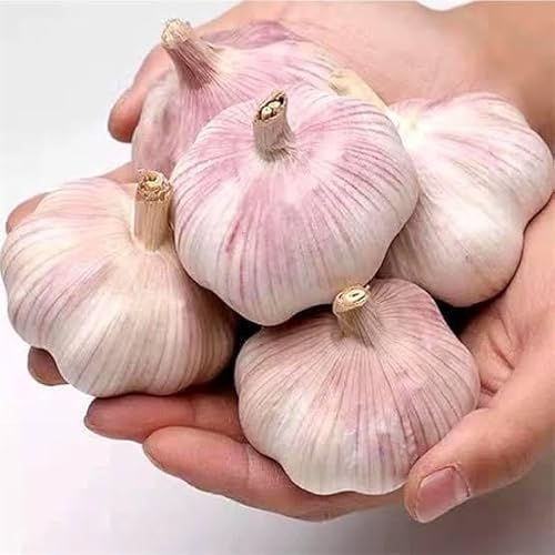 5X Fresh Purple Wight Garlic Bulbs for Planting Autumn and Spring, Premium Quality UK Weather Friendly Bulbs