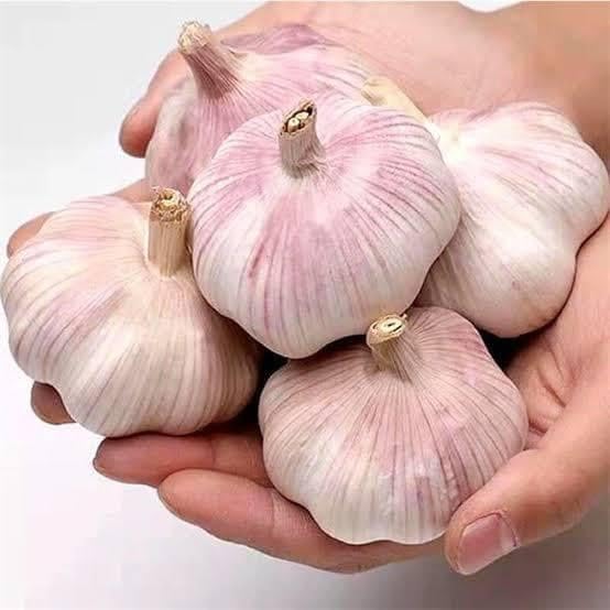 5X Fresh Purple Wight Garlic Bulbs for Planting Autumn and Spring Premium Quality UK Weather Friendly Bulbs