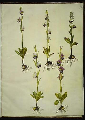 Toile Ophrys Fuciflora de Holtzbecker impression d'art premium fine art 50 x 70 cm