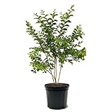 Generic Muskogee Crape Myrtle, Ornamental Shrub, Purple Flowering, Low-Maintenance, 3 gal, Nursery Pot, Green