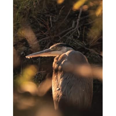 Lined Notebook 8.5 x 11 Heron