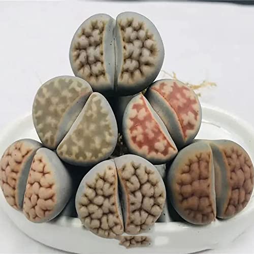 3Pcs Brown -Yellow Mix Shouli Jade Mini Size Lithops Rare Lithops Meyeri Small Succulent Plants Live Cute Exotic Desk Succulent Plants For Office Mini Potted Unique Gift. #TOP1