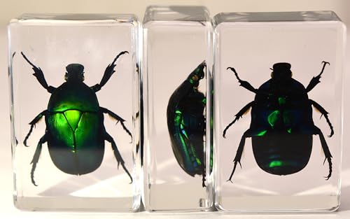 Image of 44mm Real Green Flower Chafer Beetle in Crystal Clear Lucite Resin Specimen Torynorrhina Flammea Preserved Insect Bug Taxidermy Crafts Collection for Biology Science Education & Desk Ornament Display