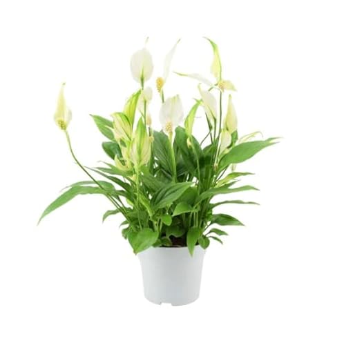 Encantador Espatifilo Natural Una Adición Fresca y Saludable a Cualquier Espacio