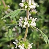 Puede crecer en la mayoría de los climas.Crecimiento rápido.