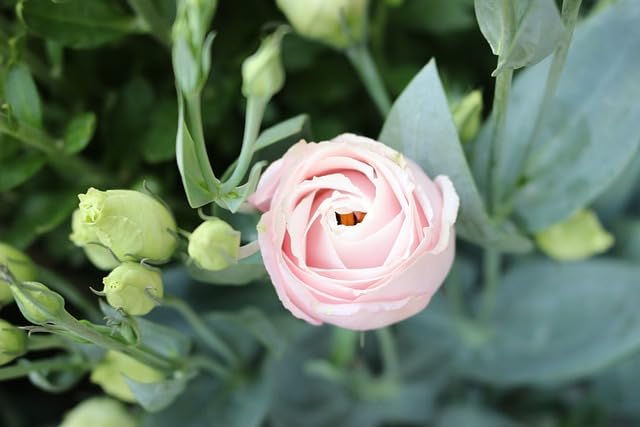 See full amazon price history chart for Lisianthus flower live plant For Home Planting pack of 1 healthy plant Lisianthus flower live plant For Home Planting pack of 1 healthy plant (B0CX68WNW9) Amazon Price History, Amazon Price Tracker
