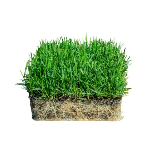 SodPods® Fescue Grass Plugs for Lawn Repair, 6" x 6" Each (4-Count) – Cannot Ship to California/Arizona