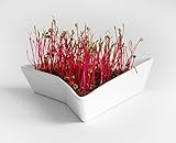 EINFACH & FLEXIBEL: Wasserwechsel in wenigen Sekunden dank des intelligenten Design. Du kannst Deine Sprösslinge das ganze Jahr über anzüchten und so verschiedene Gerichte wie Snacks, Sandwiches oder Salate noch schmackhafter und vielfältiger gestalten.