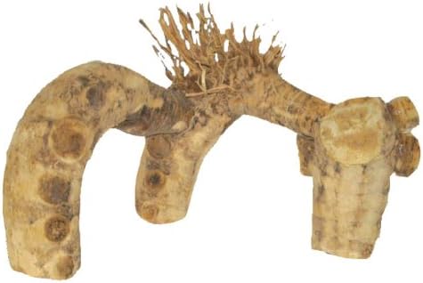 Java Wood Spider Root - Large