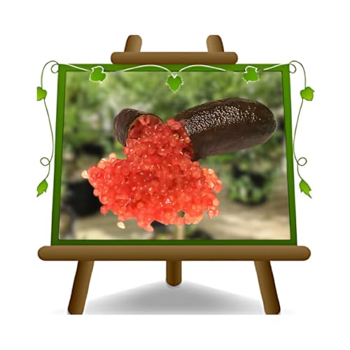 Limón cítrico caviar - Frutas cítricas - Citrus Australasia - rojo - planta frutal en maceta de 22 cm - altura 50-60 cm