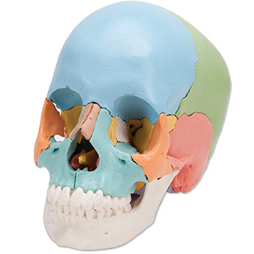 頭蓋骨を分解・組立，頭蓋骨の構造が分かる頭蓋骨模型 - 頭蓋骨22分解キット，マルチカラー仕様 - 3B Scientificのサムネイル