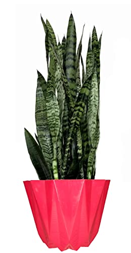 AkGreens Sansevieria trifasciata Snake plant in biodegradable grow bag (B09MQJK87N) Amazon Price History, Amazon Price Tracker