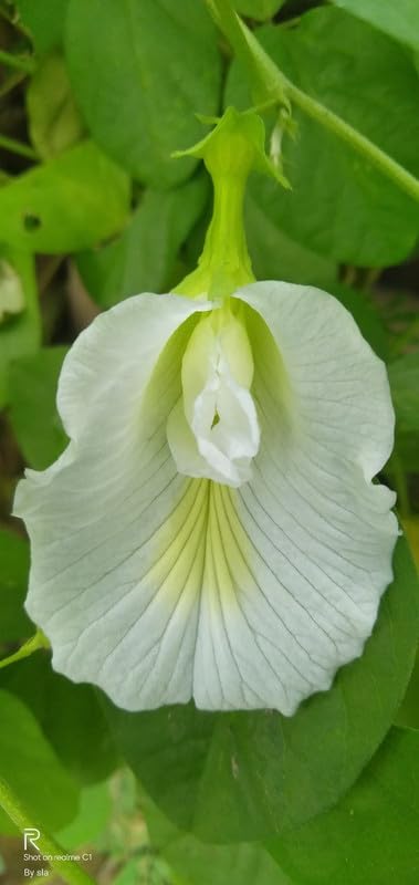 Radha Krishna Agriculture® Aprajita White flowers seeds for Home and Gardening Pack of 30-40 seeds