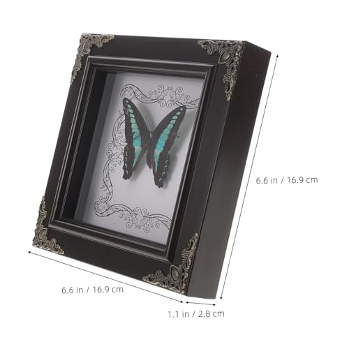 Insecto real enmarcado HANABASS como regalo original para entusiastas 3