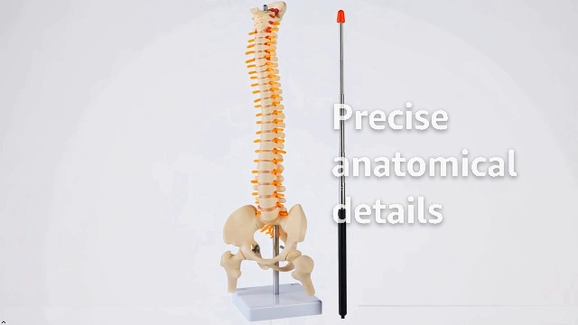 Image of 1 /2 Life Size Spine Anatomy Model - 17.7 inch Human Spine Model with Spinal Nerves, Pelvis, and Femur, Includes Stand and Pointer for Teaching Use.
