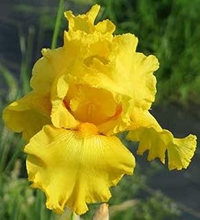 100 Pcs Beardless Iris Flower Seeds , Exotic Yellow Iris Seeds Home Garden Perennial Landscape Flowers Seeds